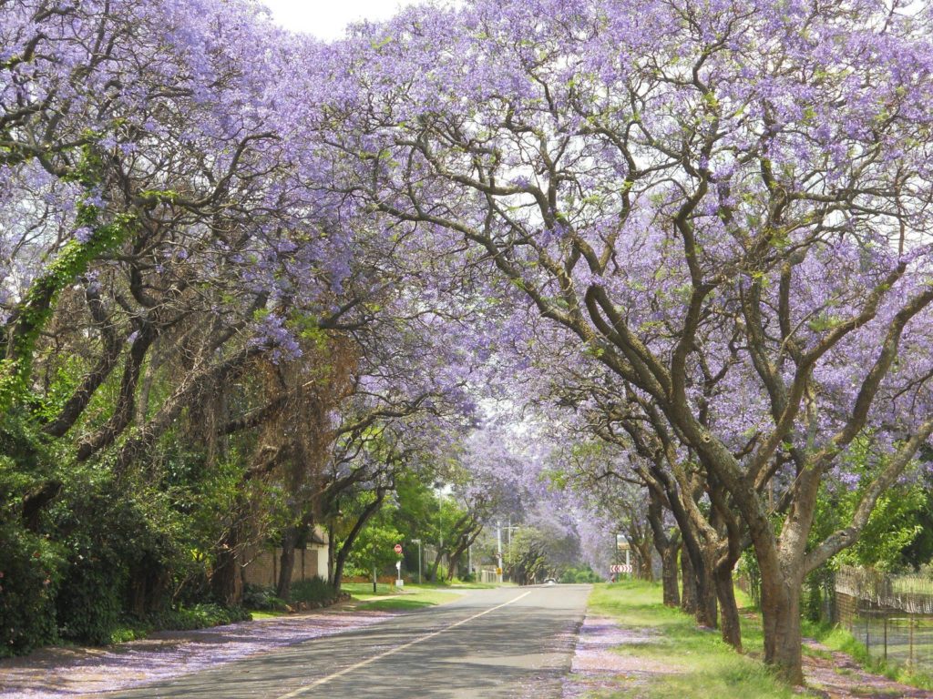 Blooming Jacarandas Pretoria