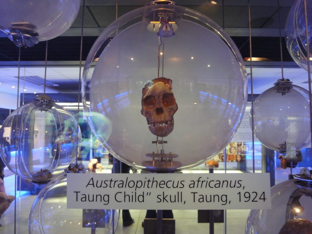 Taung Child