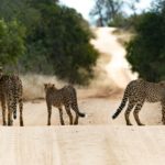 Cheetahs