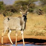 Kudu