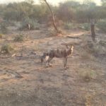 wild dog sunset